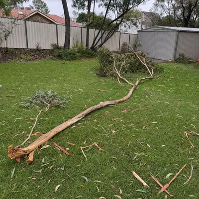 Before: Leaning liquidambar removed off a sloping block, Ringwood