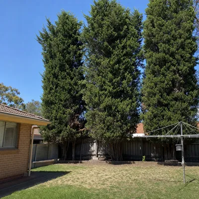 Before: Storm-split gum made safe overnight, Ringwood