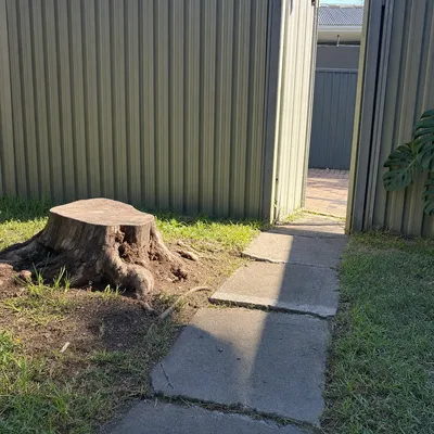 Before: Stump ground out through a narrow side gate, Ringwood