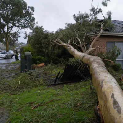 Emergency Tree Services Ringwood